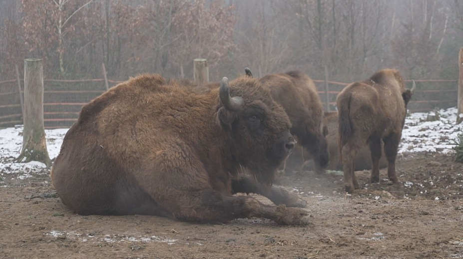 Olomoucká zoo zachraňuje zubry. Dvanáct z nich teď vypustila do volné přírody