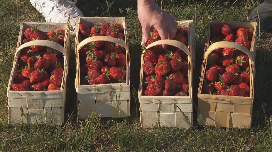 Milovníci ovoce vyrazili na samosběry. Neodrazují je horka ani menší úroda