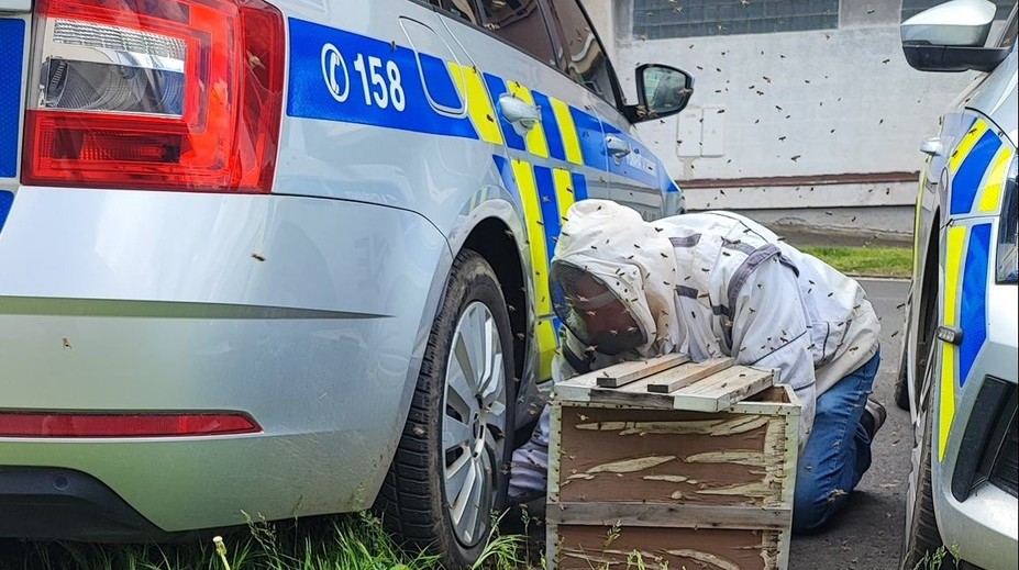 Překvapení pro policisty v Mostě: Během zásahu jim auto obsadil roj včel