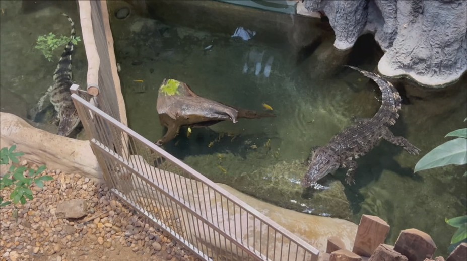 Jihlavská zoo připravuje krokodýly na páření. Plazy motivují nezvyklou metodou