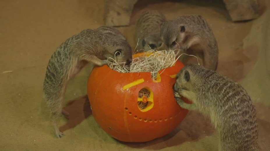 Olomoucká zoo připravila pro zvířata hostinu. Podávala dýně s červy a potkany