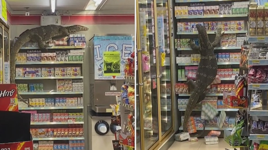 Žena vyrazila do obchodu. Stejný nápad měl i dvoumetrový varan