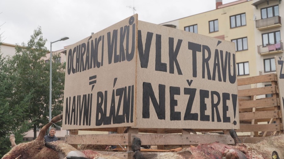 Další útok vlků. Zvířata roztrhala desítky ovcí, nebojí se chodit ani do centra obcí