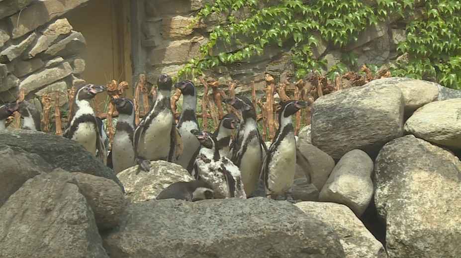 Tučňáci ve zlínské zoo dostali nový výběh. Okamžitě si ho oblíbili