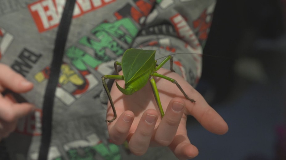 Moravské zemské muzeum zve na novou výstavu hmyzu