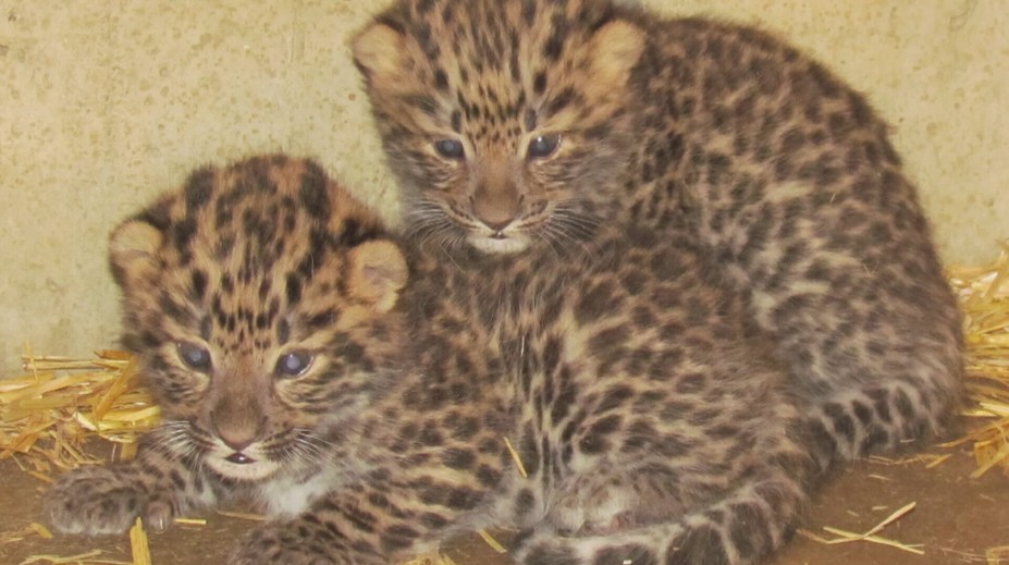 Mláďata levhartů v olomoucké zoo se mají čile k světu. Jejich pohlaví se ale zatím neví