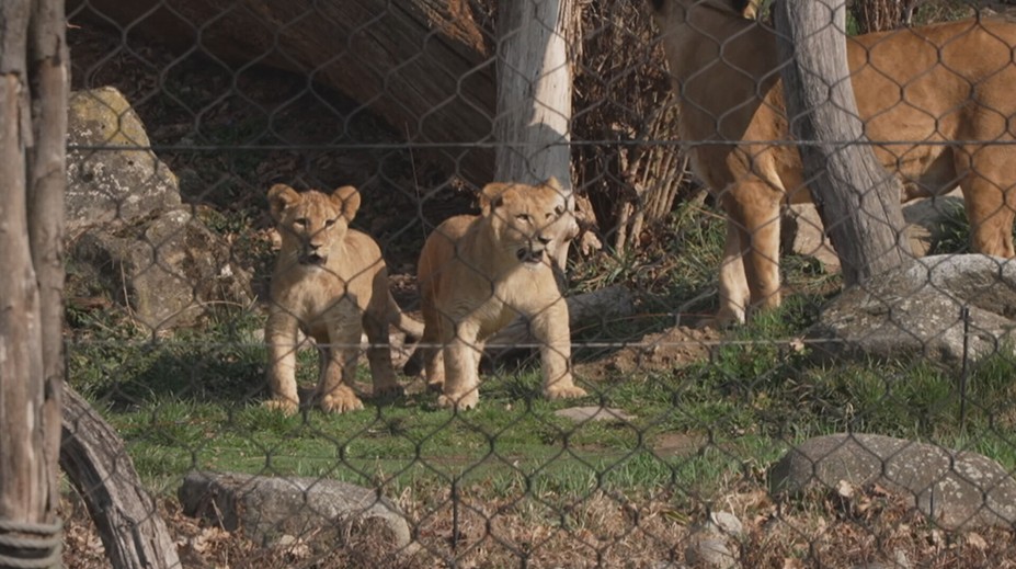 Zlínská zoo má nové tři přírůstky. Po šedesáti letech se raduje z mláďat lvů
