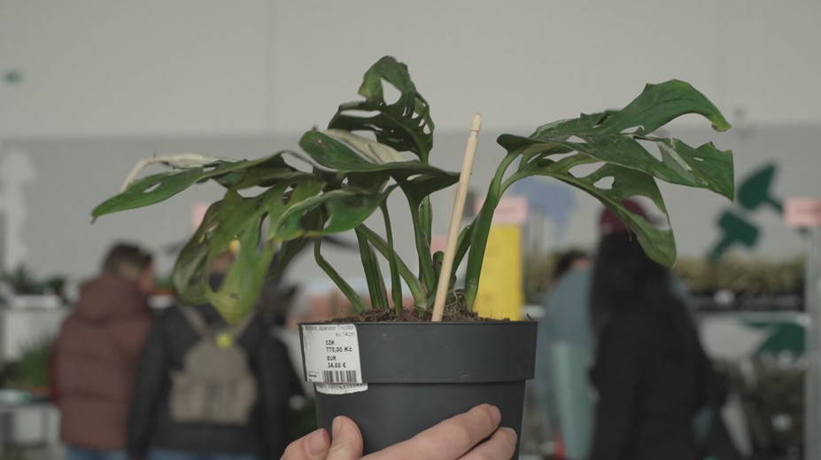 V Českých Budějovicích se konal festival květin. K vidění jich byly tisíce