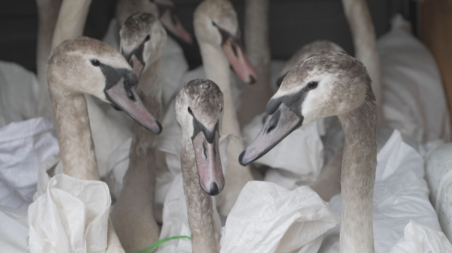 Mùa đông khắc nghiệt với động vật