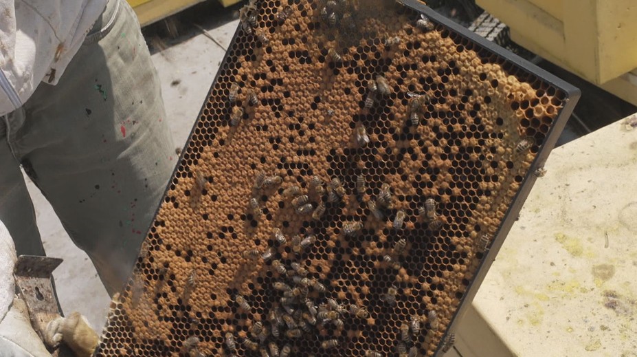 Letošní zima přála včelám. Med má být kvalitní a navíc za podobnou cenu jako vloni