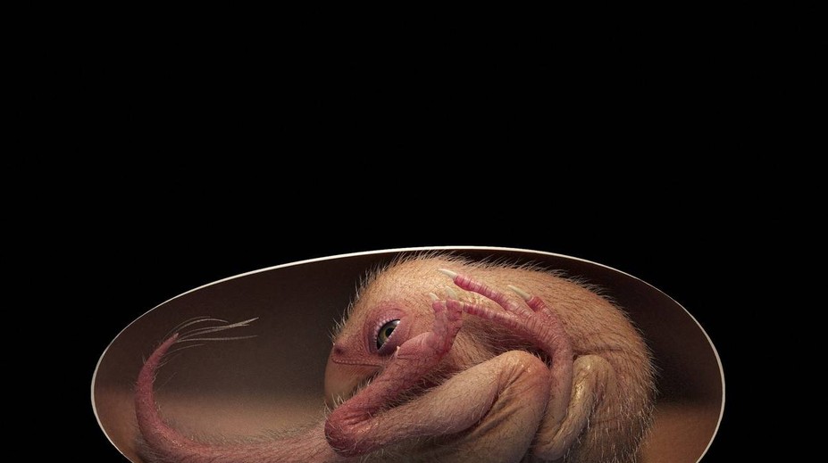 Vědci našli dokonalé dinosauří embryo, je staré nejméně 66 milionů let