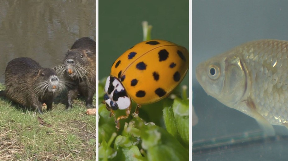 Karas, nutrie i berušky! Migrující zvířata ohrožují původní české druhy