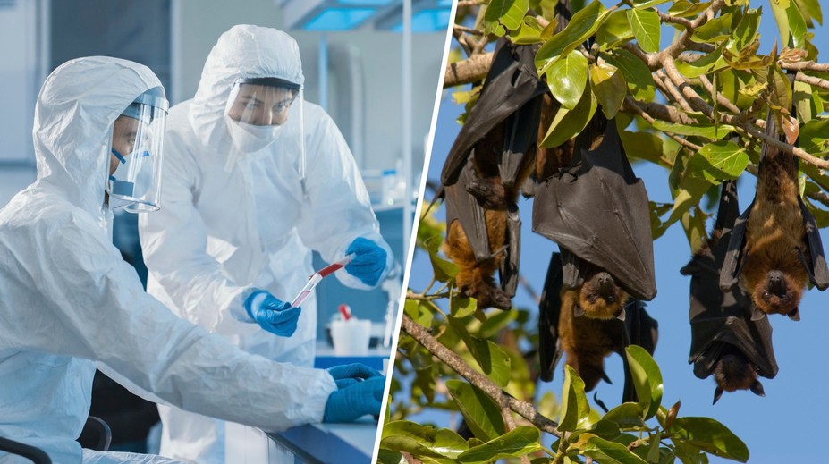 Epidemie eboly se vymkla kontrole. Vědec odhalil, co k tomu vedlo