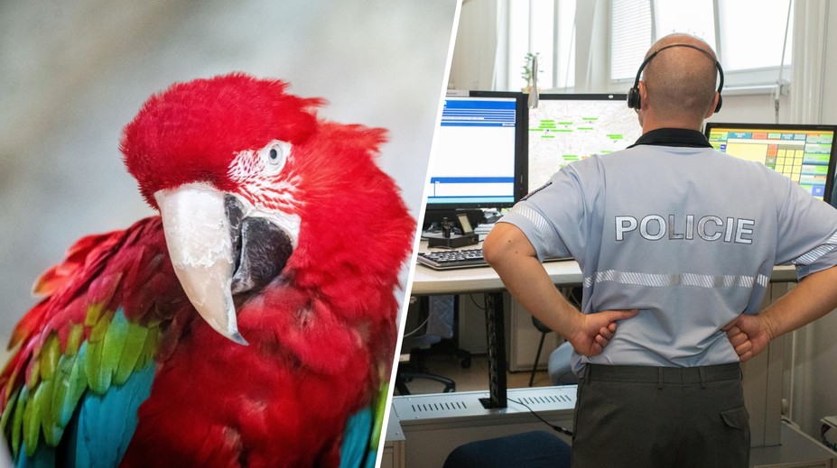 Muž v Liberci zavolal policii na obřího papouška. Ničí tu stromy, stěžoval si