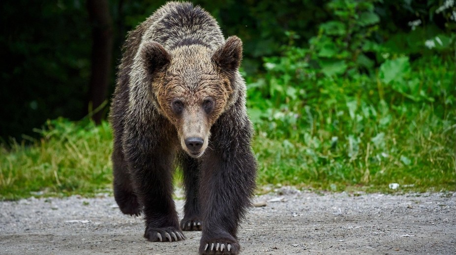 V oblíbeném horském středisku se objevili medvědi. Zastavili dopravu