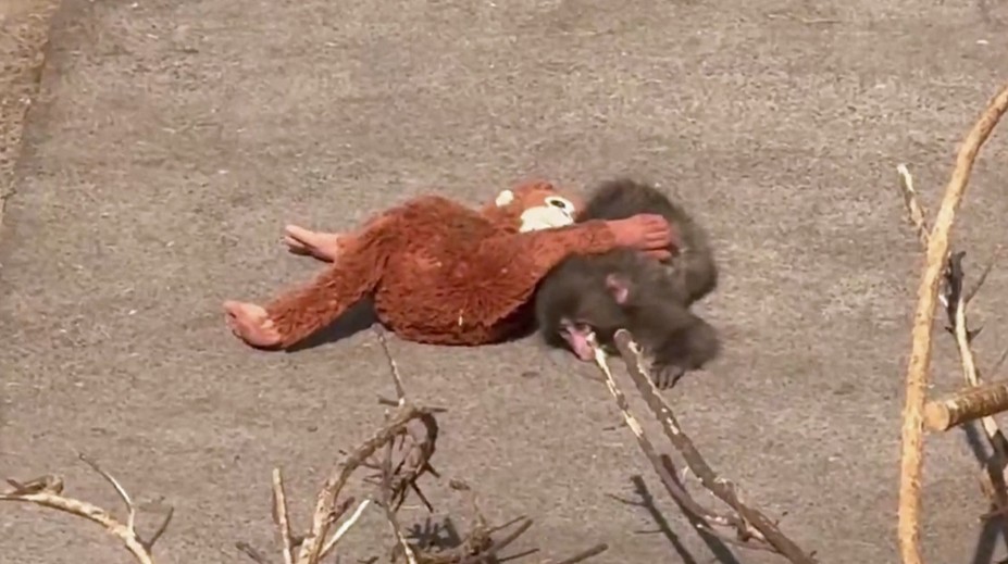 Opičí otloukánek se stal hvězdou internetu. Matku mu nahradila plyšová hračka