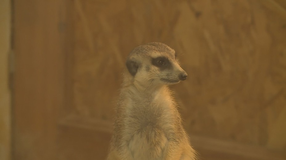 Zoo Hluboká se rozzářila do vánoční nálady. Zdobí ji téměř milion světýlek