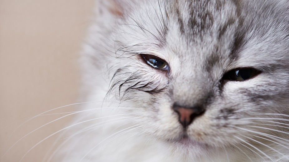 Cảnh sát điều tra vụ hành hạ mèo