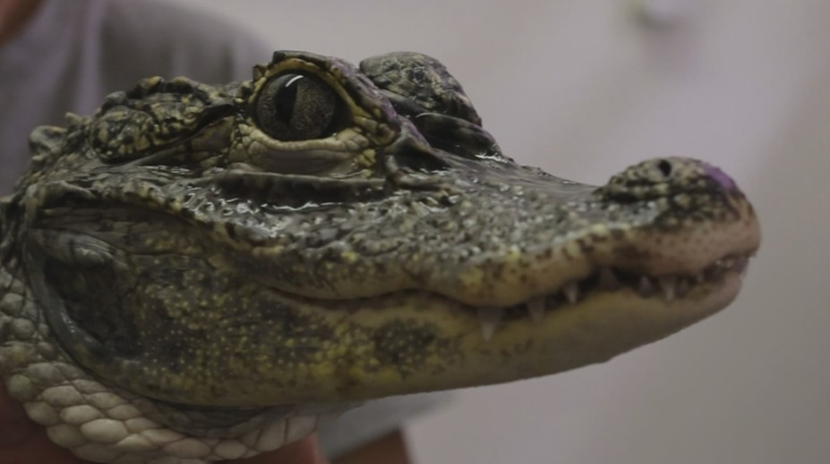 Český unikát se přesouvá do Polska, jihlavská zoo stěhovala aligátory