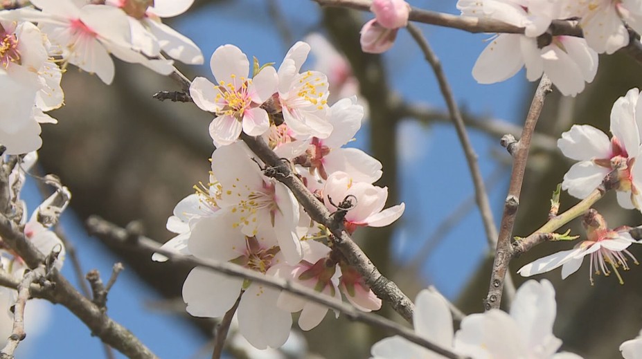Na Moravě už vykvetl mandloňový sad. Je největší ve střední Evropě