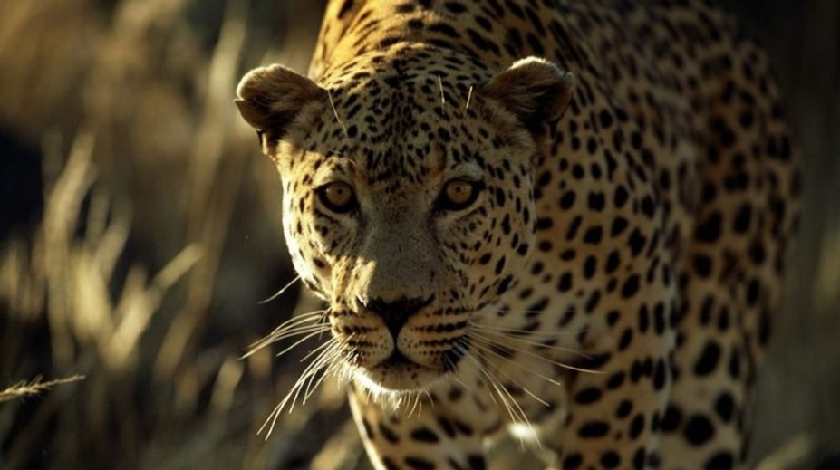 Muž z Česka tragicky zemřel na Srí Lance. Zabil ho levhart