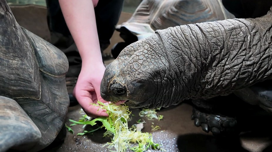 Reportér TV Nova pečoval o zvířata v zoo. Kousla ho želva
