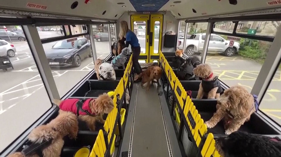 Kuriózní novinka v Evropě. Speciální autobus vozí jen čtyřnohé pasažéry