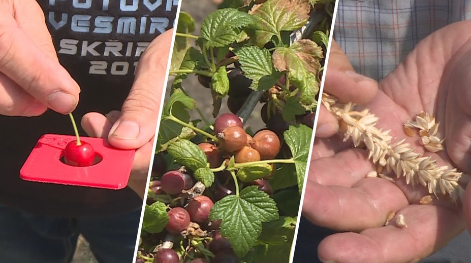 Horko má katastrofální dopad na úrodu. Zemědělci čekají velké ztráty