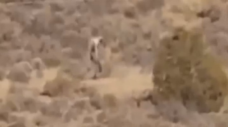 Farmáři natočili podivného tvora. Je to bájná čupakabra? VIDEO