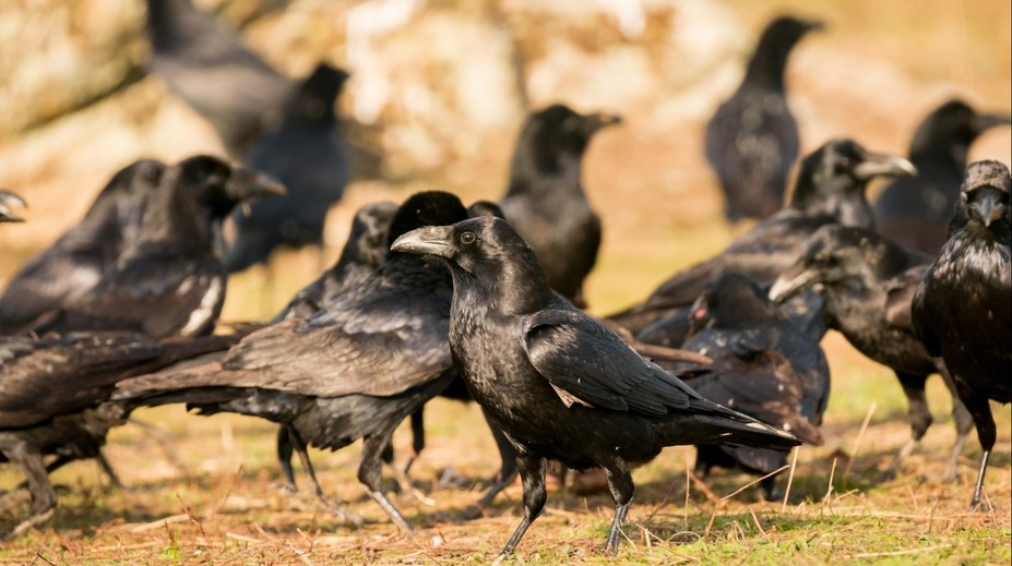 Muž střílel ve městě na vrány. Zasáhl ženu na balkóně do hlavy
