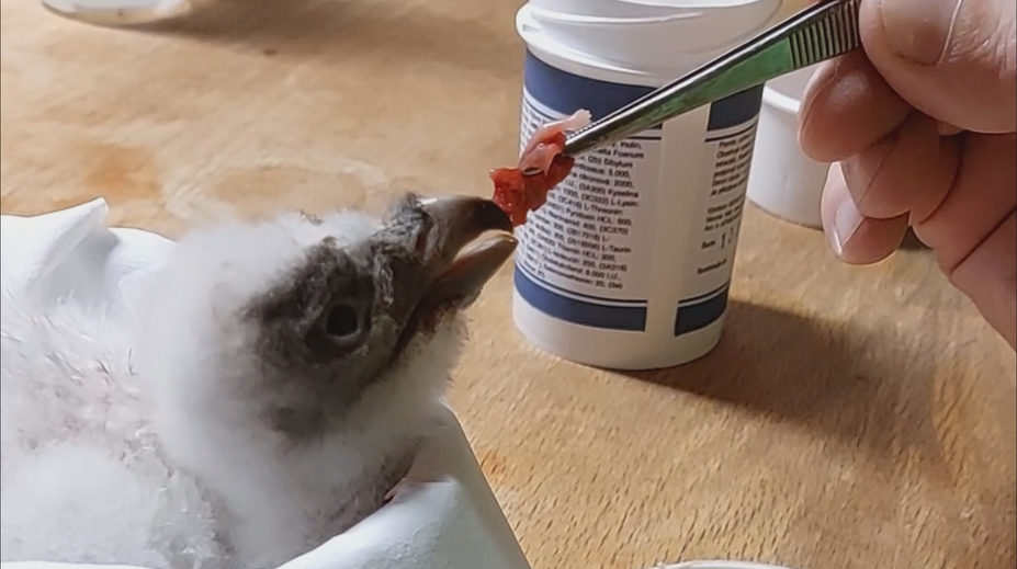Úspěch liberecké zoo: Vzácný dravec se uhnízdí ve Španělsku