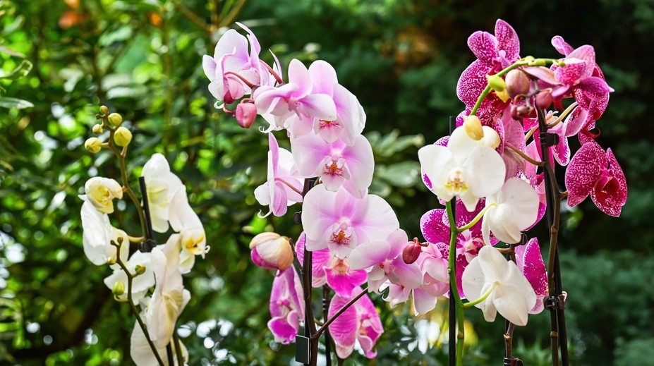 V pražské botanické zahradě začne výstava orchidejí s názvem Cesty objevitelů