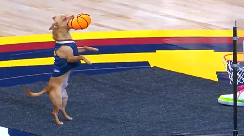 BOREC DNE: Pejsek v NBA zasmečoval s otočkou