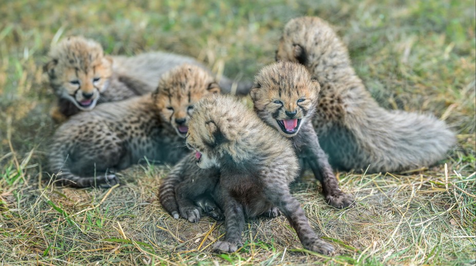 V pražské zoo se narodilo pět gepardích mláďat. Jsou v kritickém období