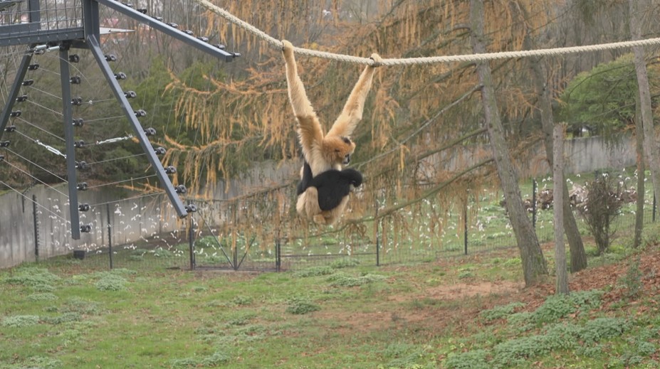 Giboni v ústecké zoo si zvykají na nový výběh. Některým to trvá měsíce