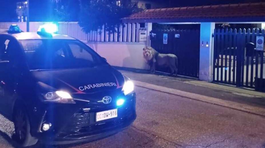 Ulicemi města v Itálii se potuloval lev. Nezabrala ani uspávací šipka