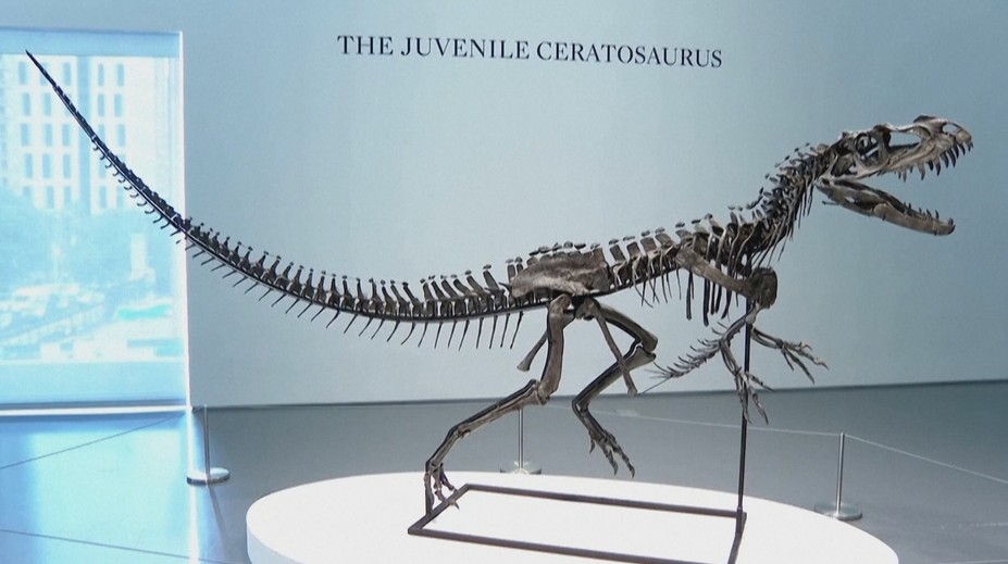 Vědci zjistili, proč měl t-rex malé přední končetiny. Důvod všechny překvapil
