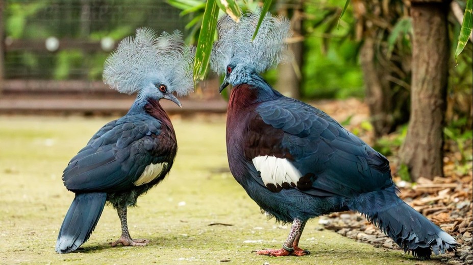 Ostravská zoo odchovala vzácné mládě. Podařilo se to úplně poprvé