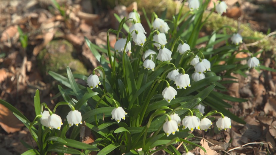 Příroda na jihu Moravy nabízí nádherný pohled. Rozkvetly tam tisíce bledulí