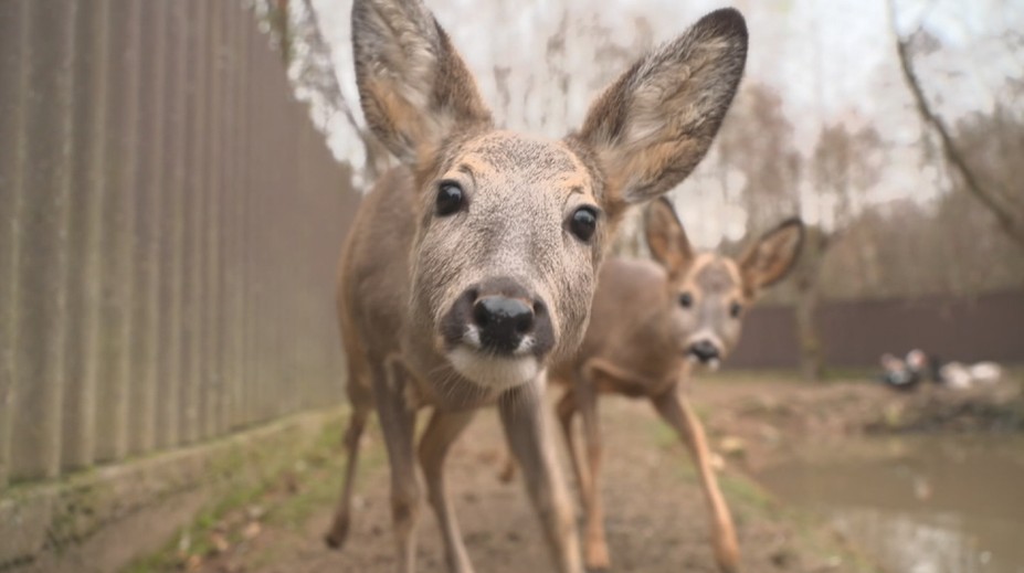 Přemnožená lesní zvěř likviduje úrodu. Škody mohou jít do milionů