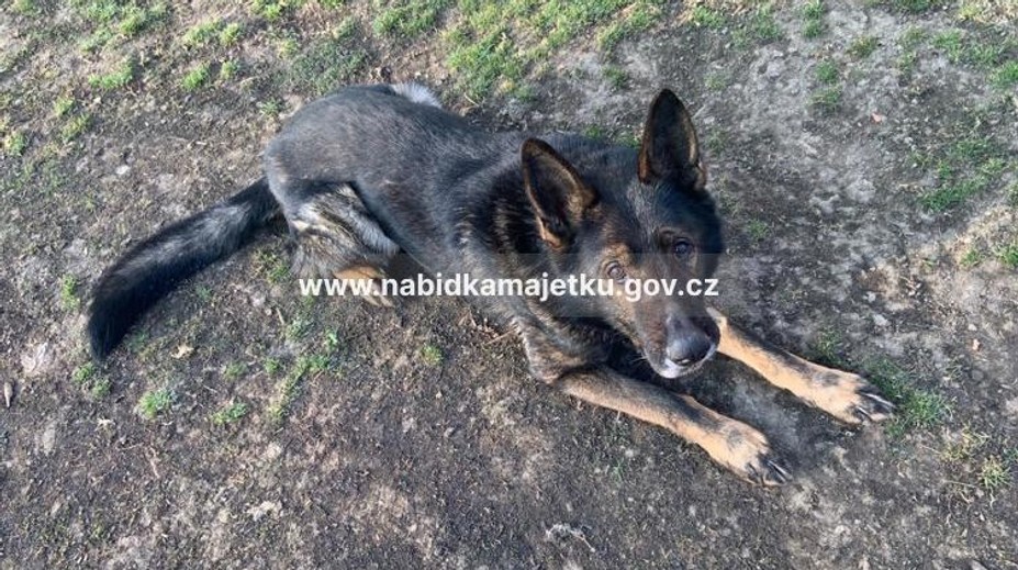 Policie nabídla svého služebního psa za pár stovek. Inzerát lidi šokoval