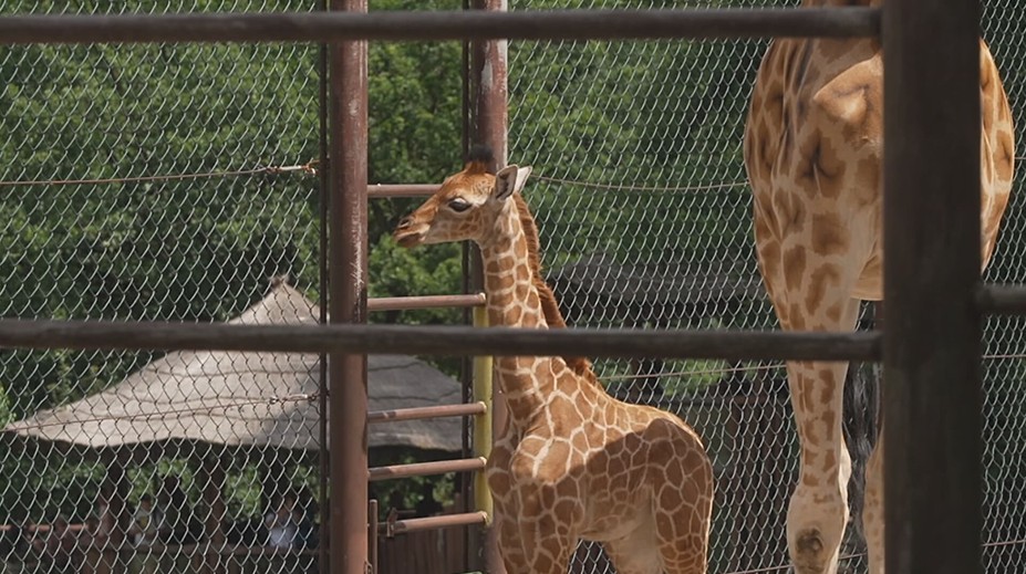 Ostravská zoo slaví. Po 11 letech se tam narodilo mládě žirafy