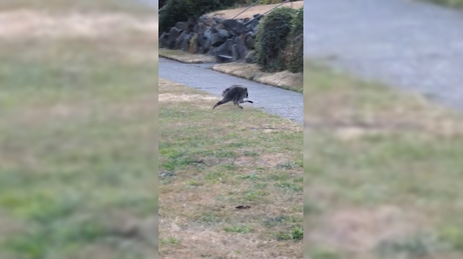 Po americkém městě pobíhá unikátní tvor. Jeho videa se stala virálními