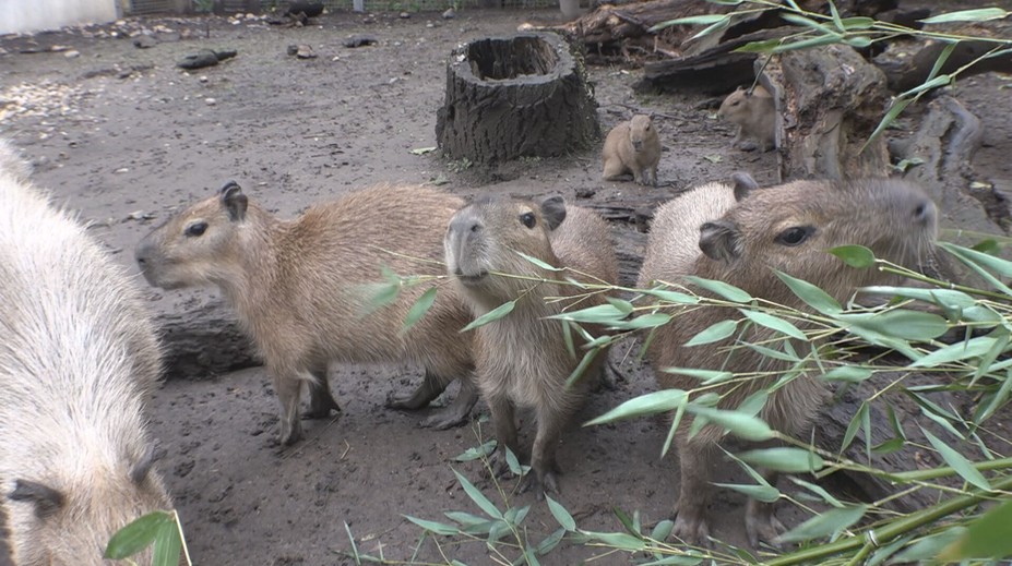 V pražské zoo se narodila mláďata kapybary. Budou k vidění jen pár měsíců