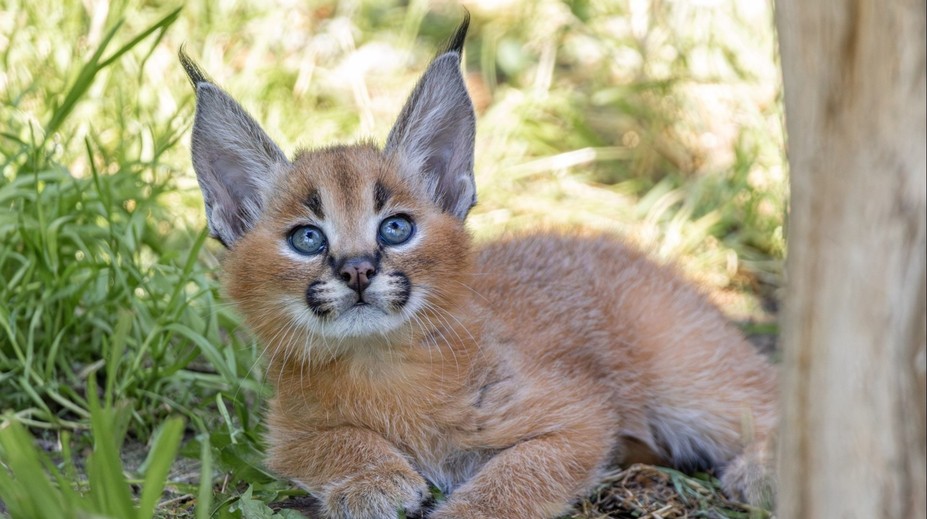 Vrchol roztomilosti v pražské zoo. Narodila se tam koťata karakalů