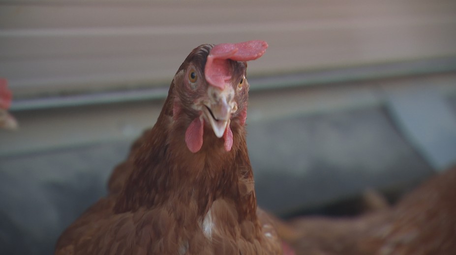 Giá trứng tăng thúc đẩy nhu cầu nuôi gà ở Czech