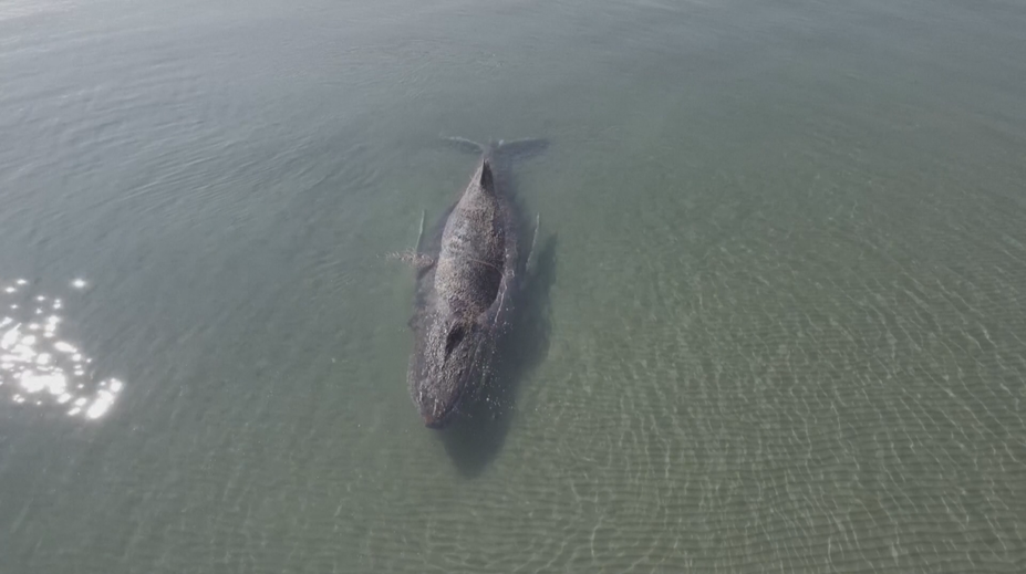 Záchranáři se dny snažili vyprostit velrybu uvízlou na mělčině. Nakonec odplula
sama