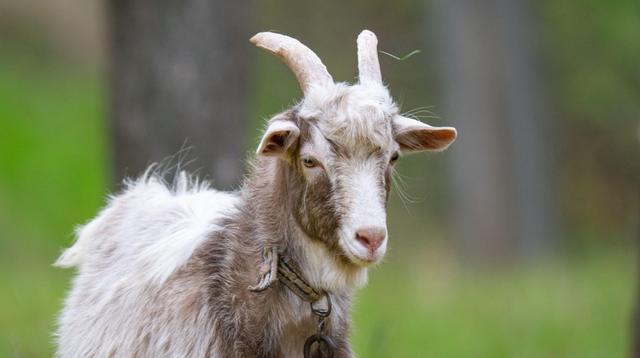 Cảnh tượng kinh hoàng khi chó tấn công dê