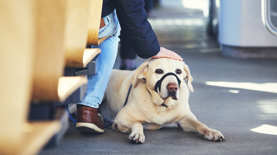 Stačil malý škrábanec od toulavého psa. Po návratu z dovolené žena zemřela