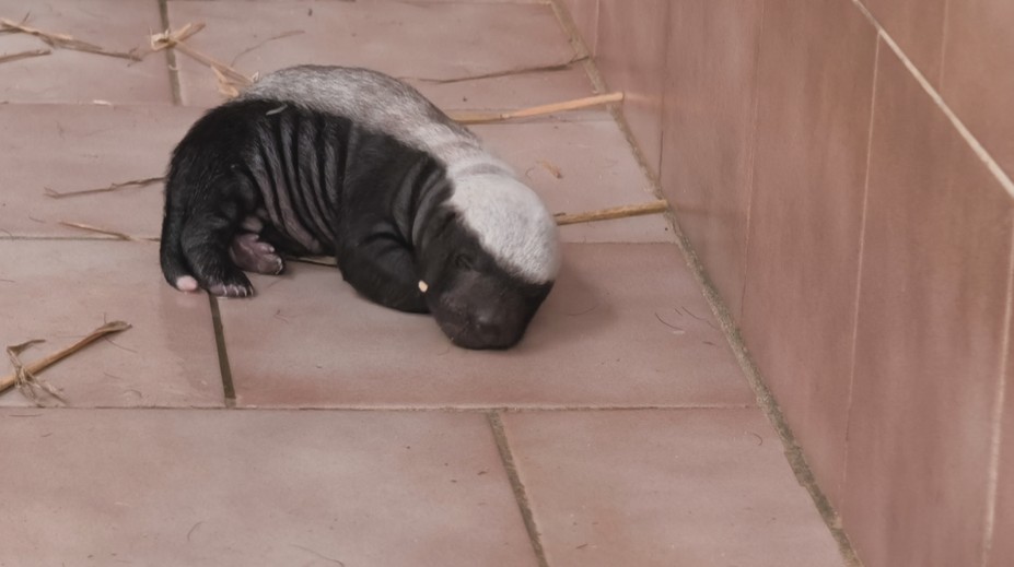 Zoo ve Dvoře Králové nad Labem slaví úspěch. Narodilo se tam mládě medojeda